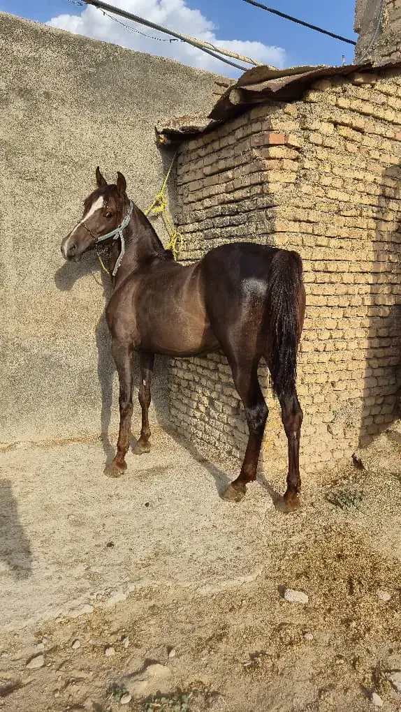 فروش مادیان پر خون|اسب و تجهیزات اسبسواری|بوئین زهرا, |دیوار