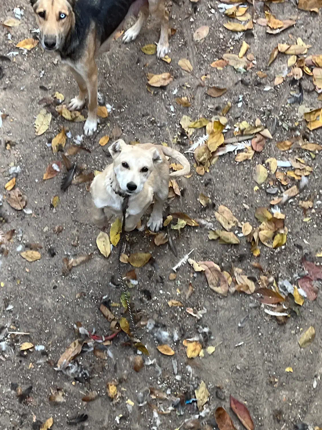 سگ سراب|سگ|قزوین, |دیوار