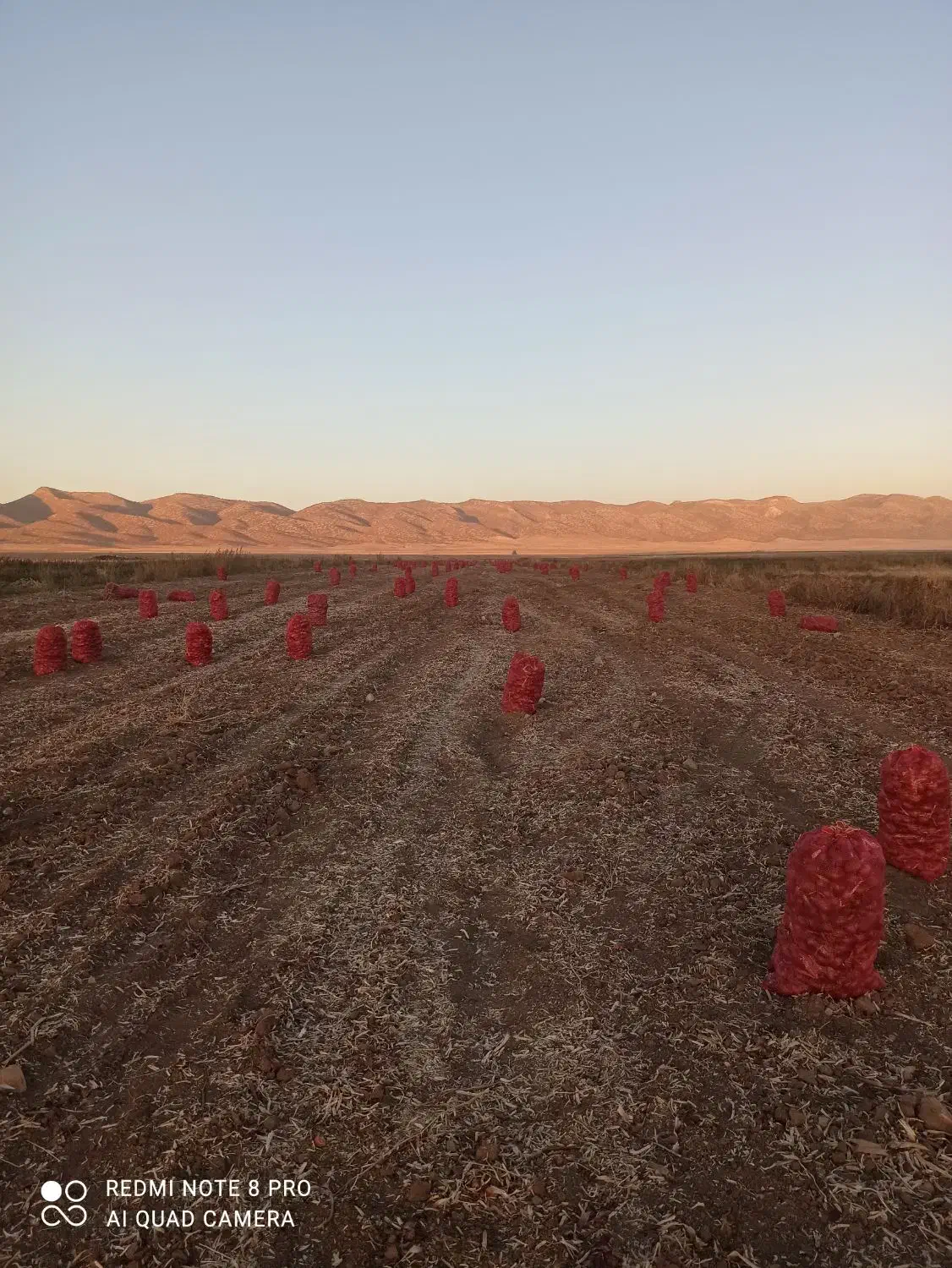 پیاز فروش|عمدهفروشی|اسلامآباد غرب, |دیوار