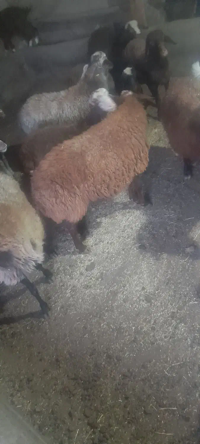 گوسفند|حیوانات مزرعه|کوراییم, |دیوار