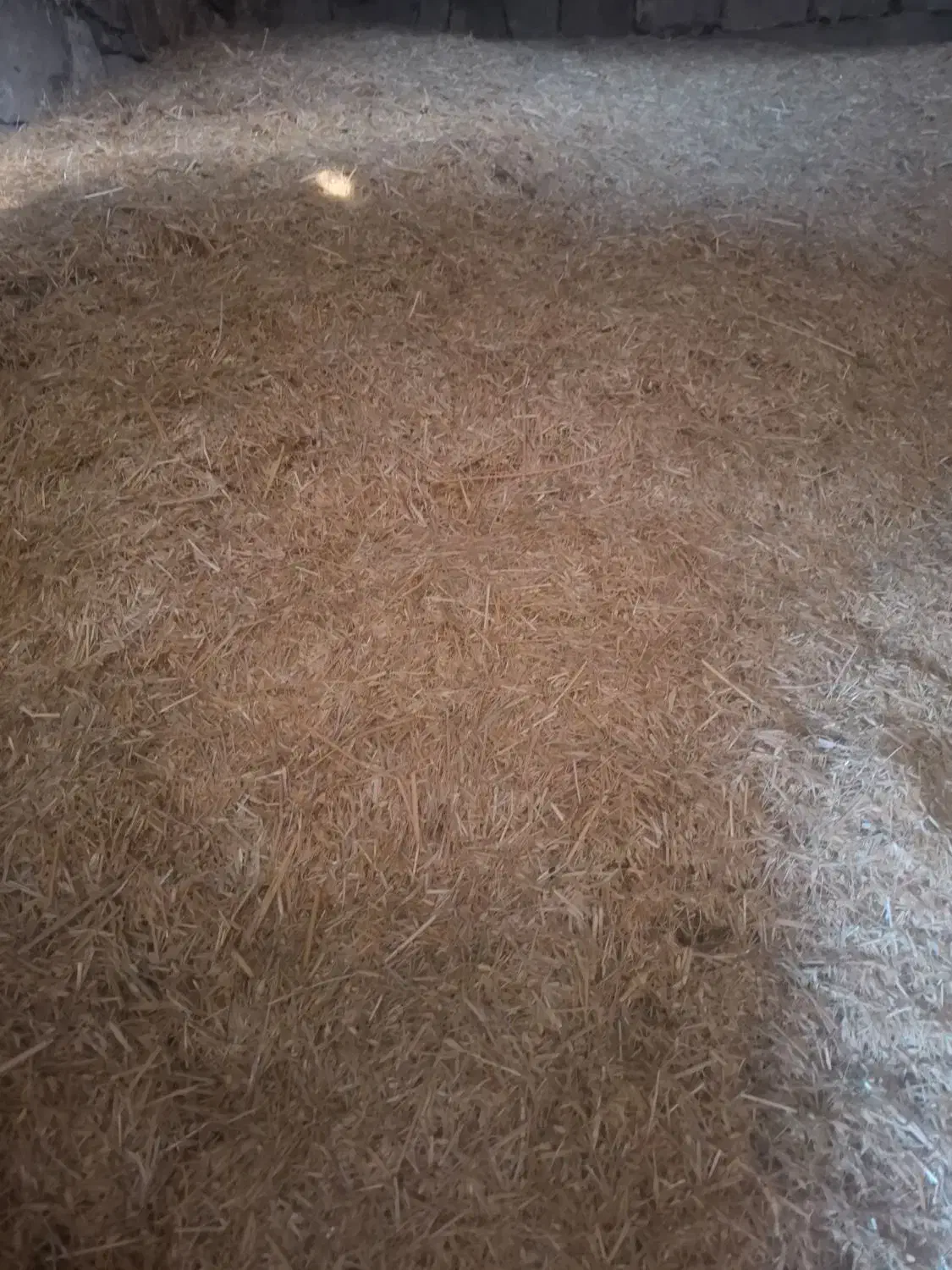 کاه گندم|لوازم جانبی حیوانات|شاهیوند, |دیوار