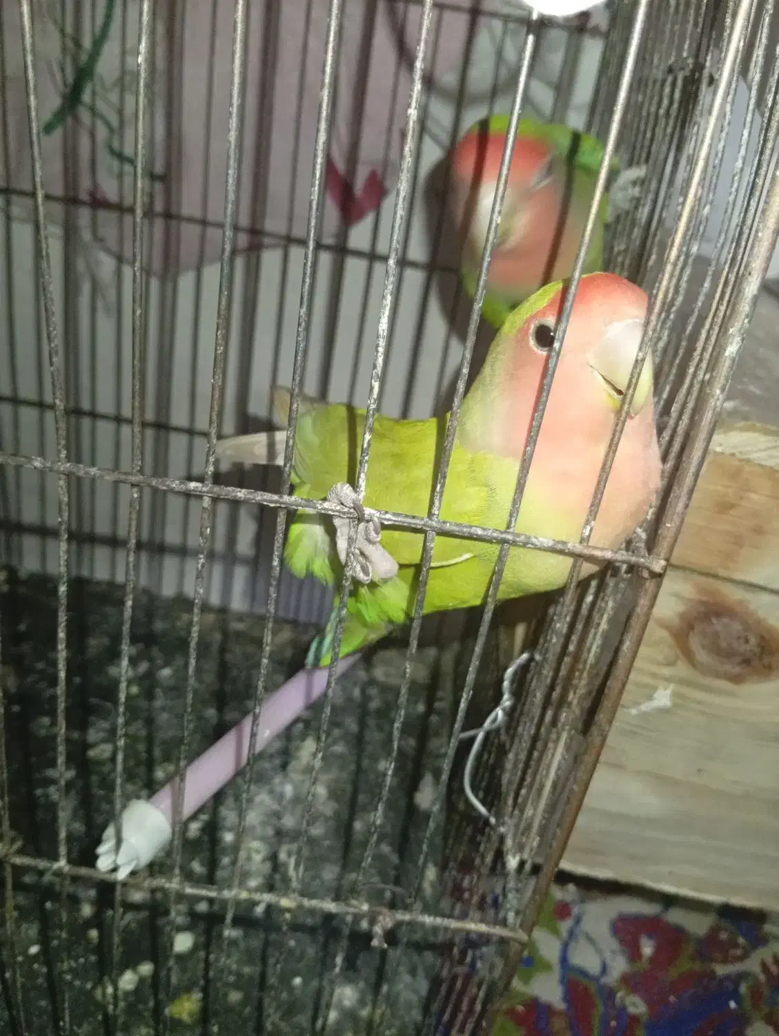 یک جفت برزیلی سبز|پرنده|الوند, |دیوار