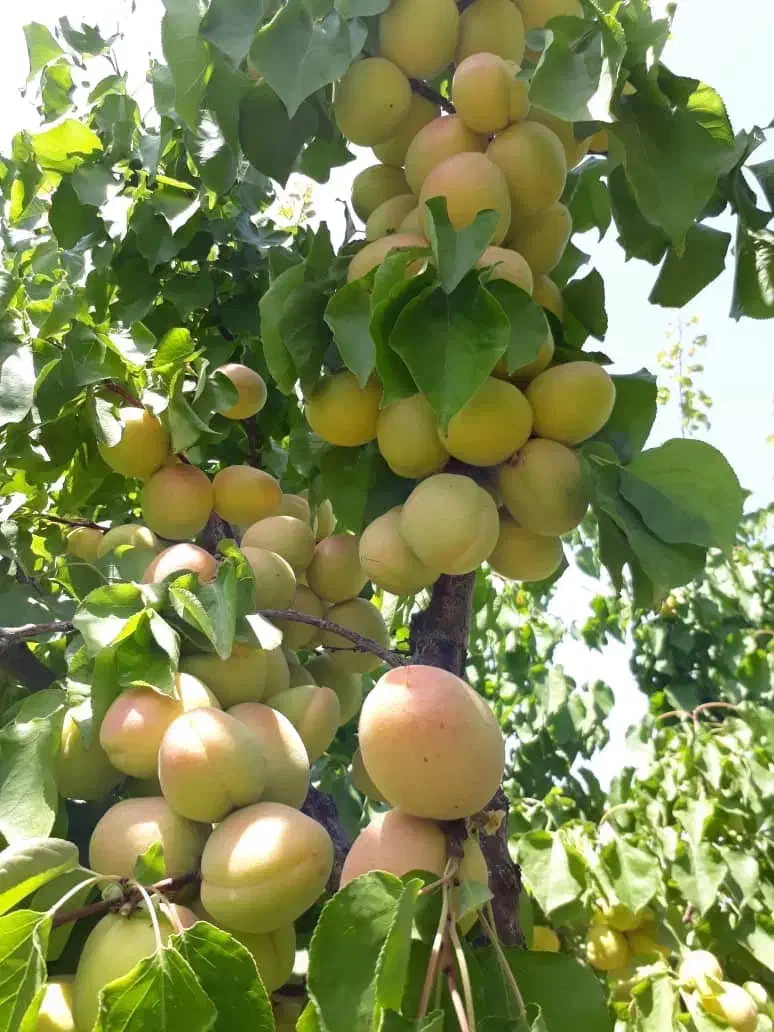 فروش باغ ویلا شرفخانه|فروش خانه و ویلا|تسوج, |دیوار