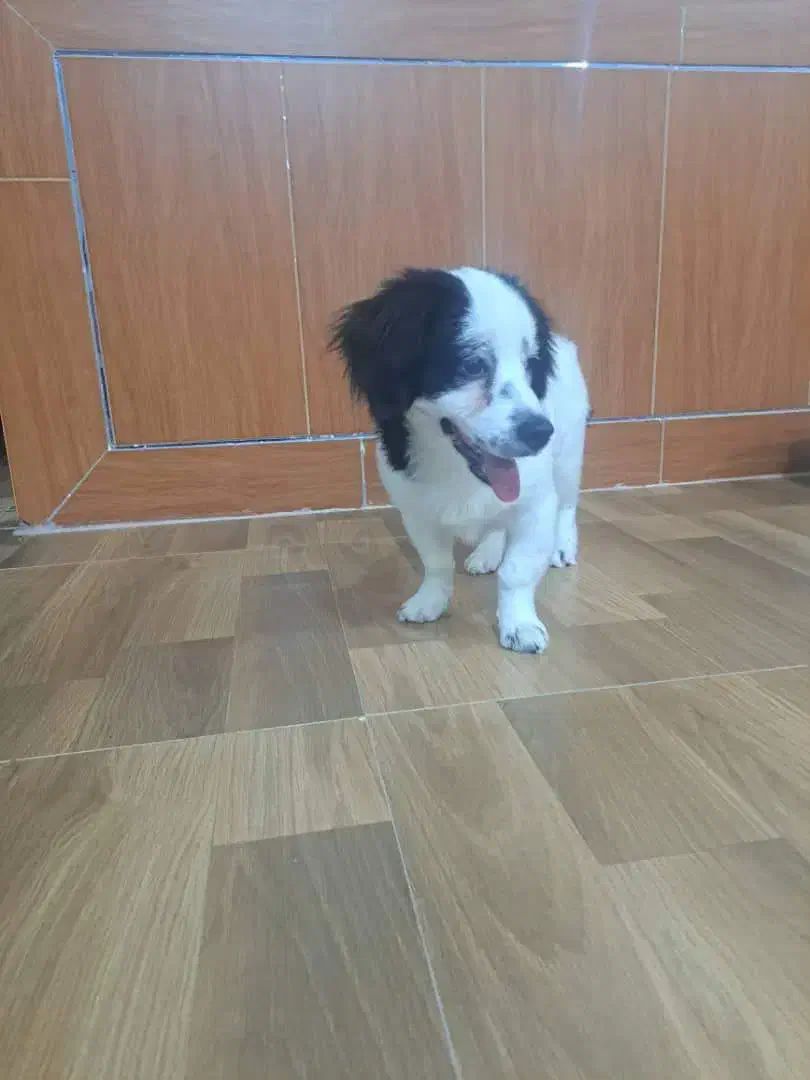 ایم سگ دیروز درعلی اباد گچی گم شده یانده مژدگانی|سگ|شهرضا, |دیوار