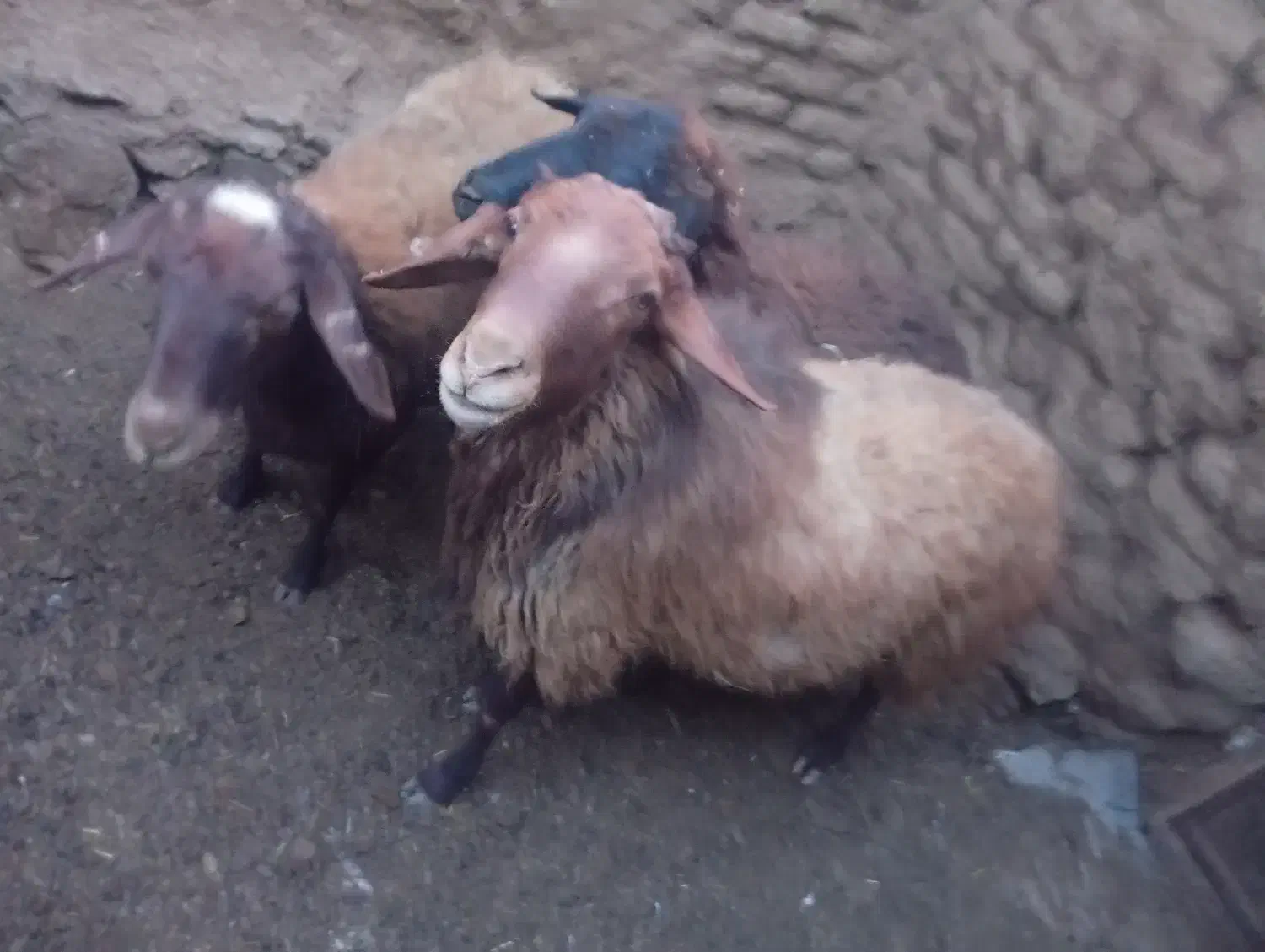 گوسفند|حیوانات مزرعه|سارال, |دیوار