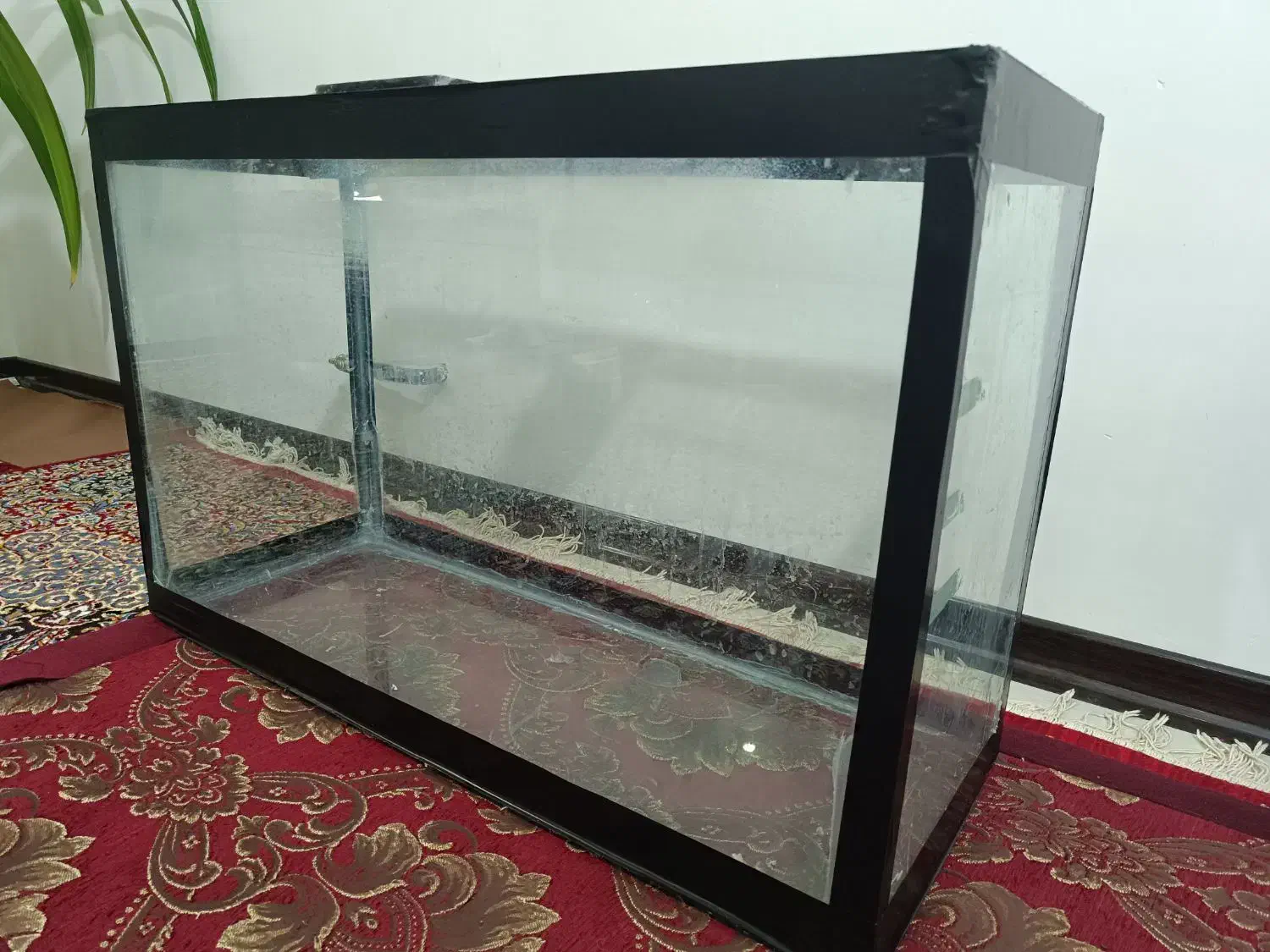 آکواریوم|ماهی|کرمان, |دیوار