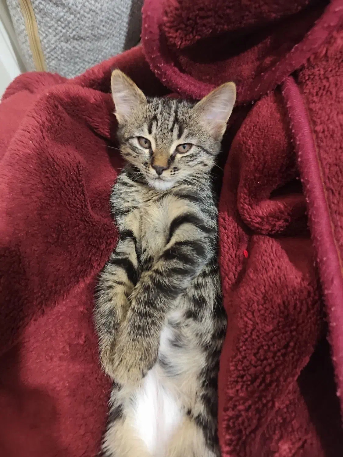 واگذاری گربه|گربه|صدرا-فارس, فاز ۲|دیوار