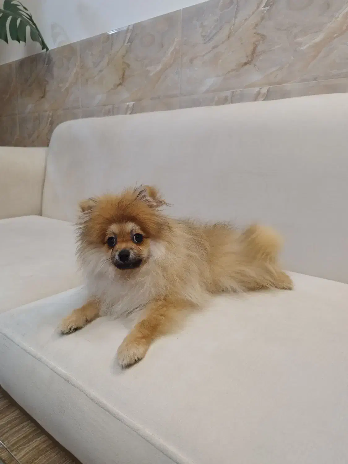 سگ پامرانین خرسی|سگ|قائمشهر, |دیوار