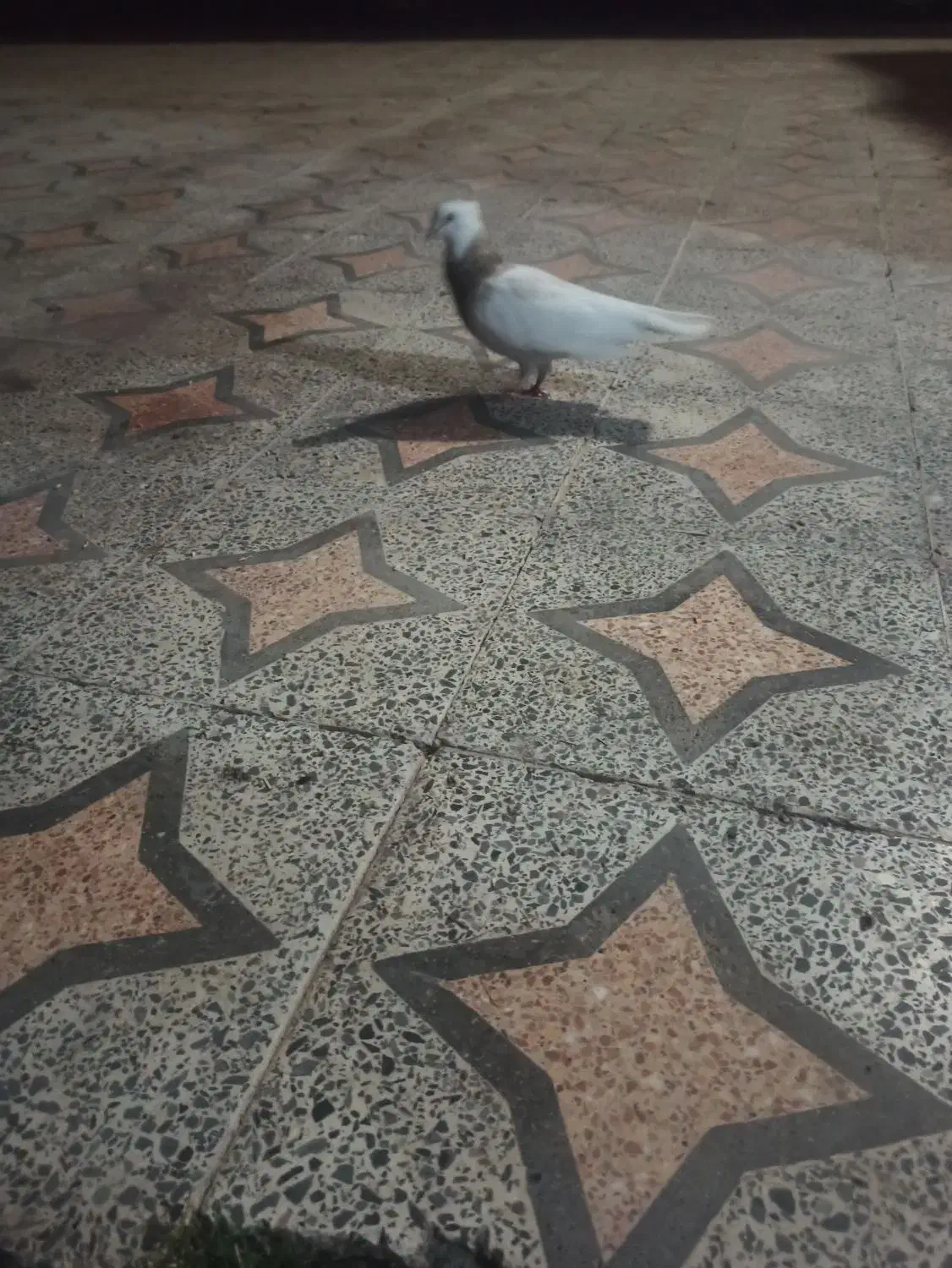 طوقی آجری|پرنده|رودان, |دیوار