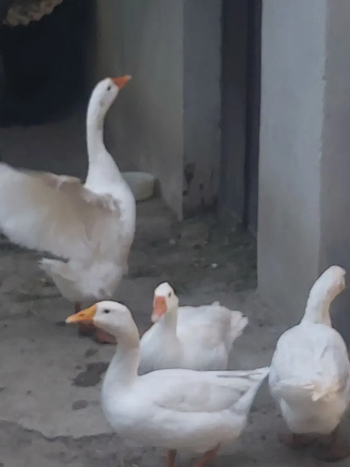 قو غاز|حیوانات مزرعه|ارومیه, |دیوار