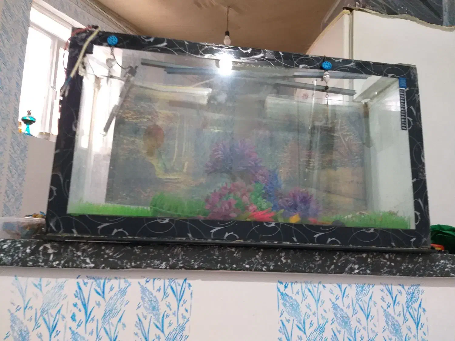 اکواریوم|ماهی|بروجرد, |دیوار