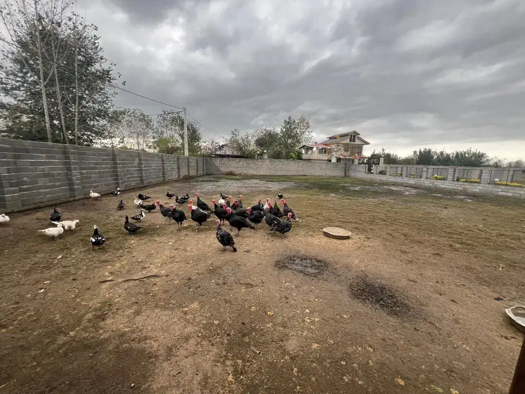 ۸۰۰ متر زمین مسکونی دور دیوار|فروش زمین و ملک کلنگی|لولمان, |دیوار