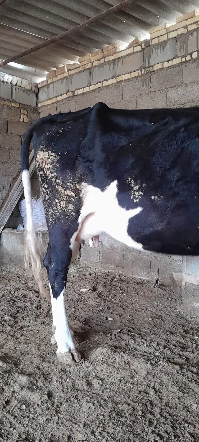 گاو آلمانی اصل|حیوانات مزرعه|کرخه, |دیوار