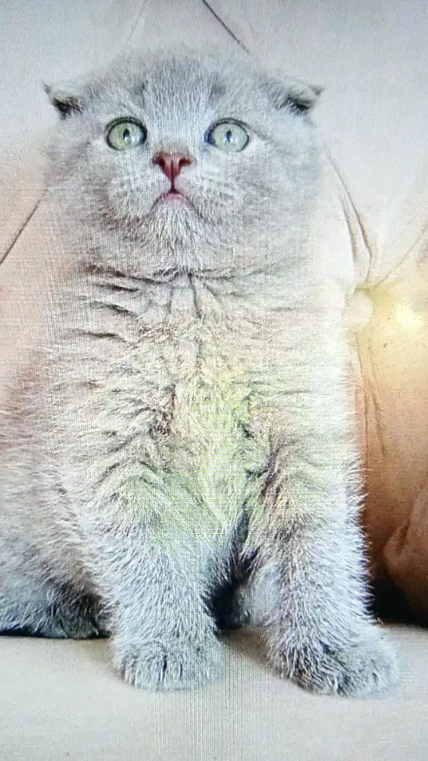 اسکاتیش بلو|گربه|آبادان, |دیوار