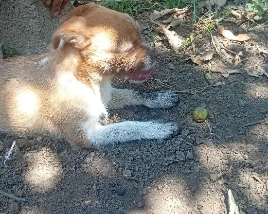 واگذاری توله سگ|سگ|املش, |دیوار