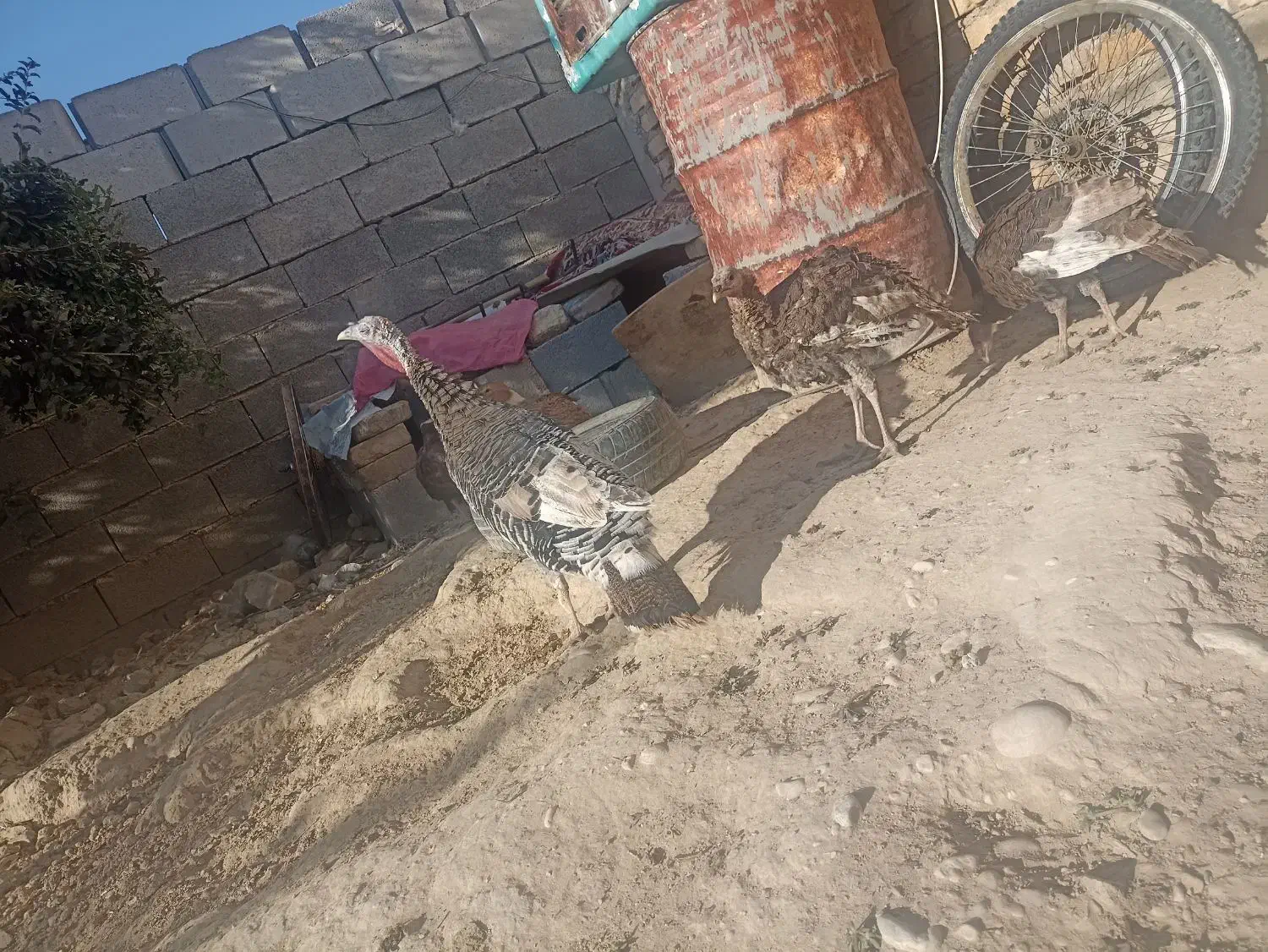 بوقلمون|حیوانات مزرعه|فسا, |دیوار