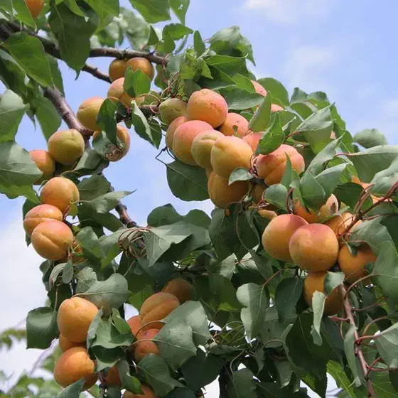 فروش بهترین نهال زردالو با ضمانت کتبی ده ساله|خدمات باغبانی و درختکاری|سلماس, |دیوار