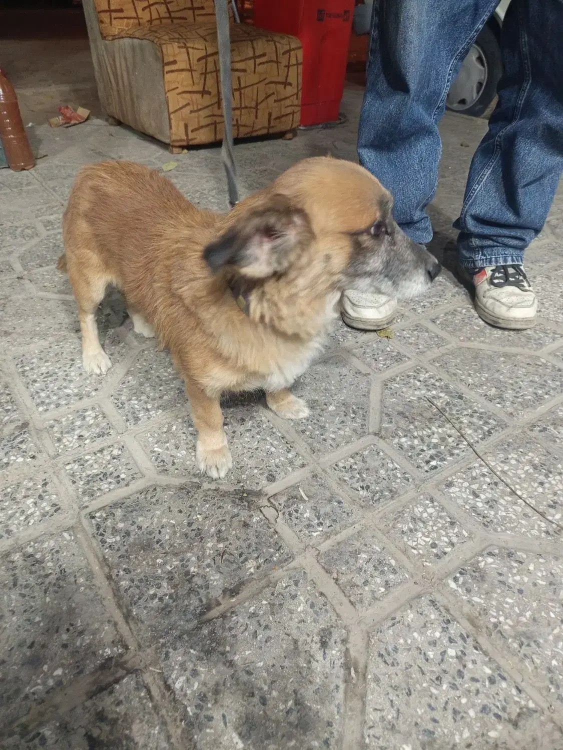 گم شده ...پیدا شده پیش منه|سگ|همدان, |دیوار