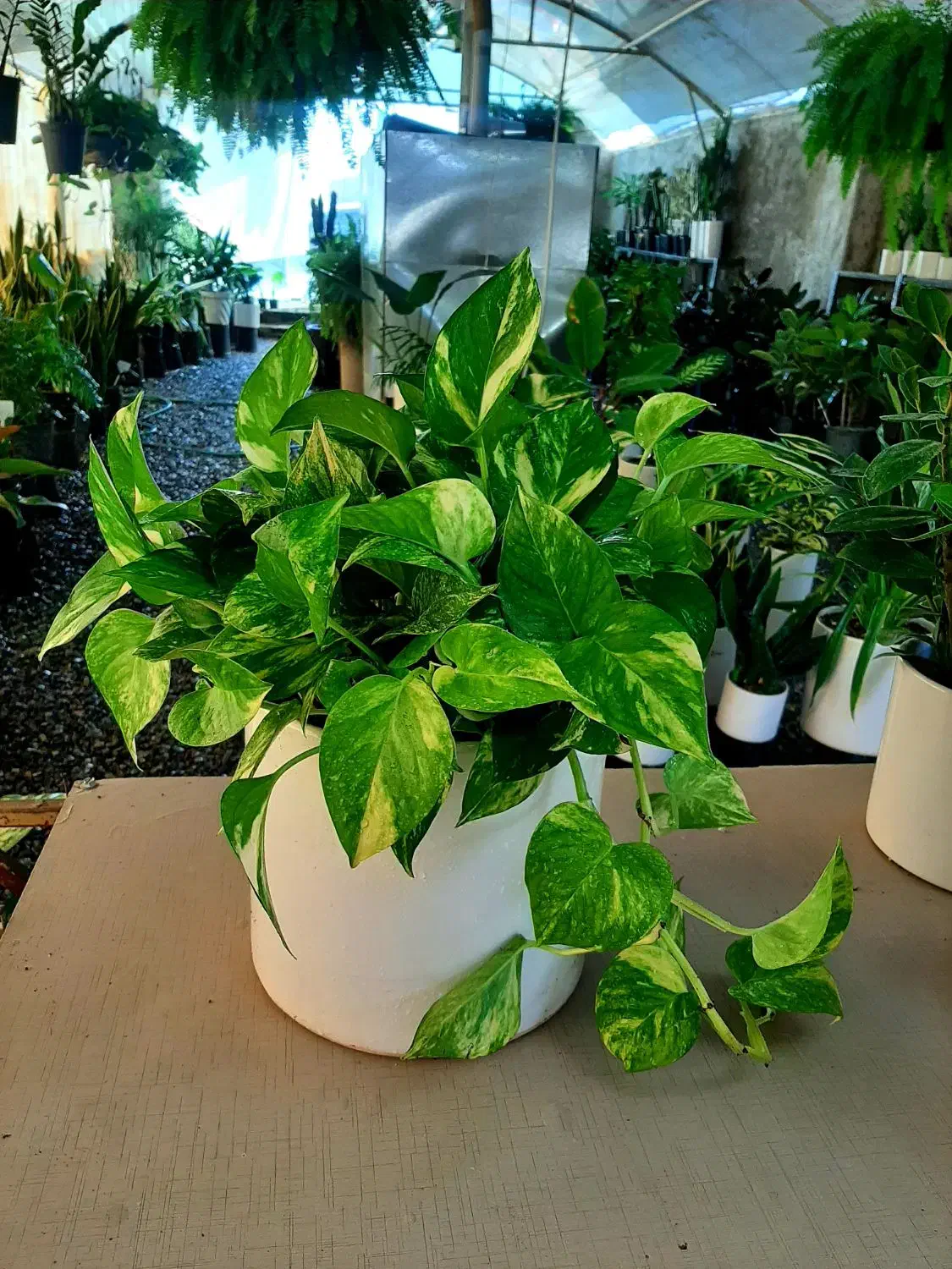 گلهای آپارتمانی|گل و گیاه طبیعی|گلپایگان, |دیوار