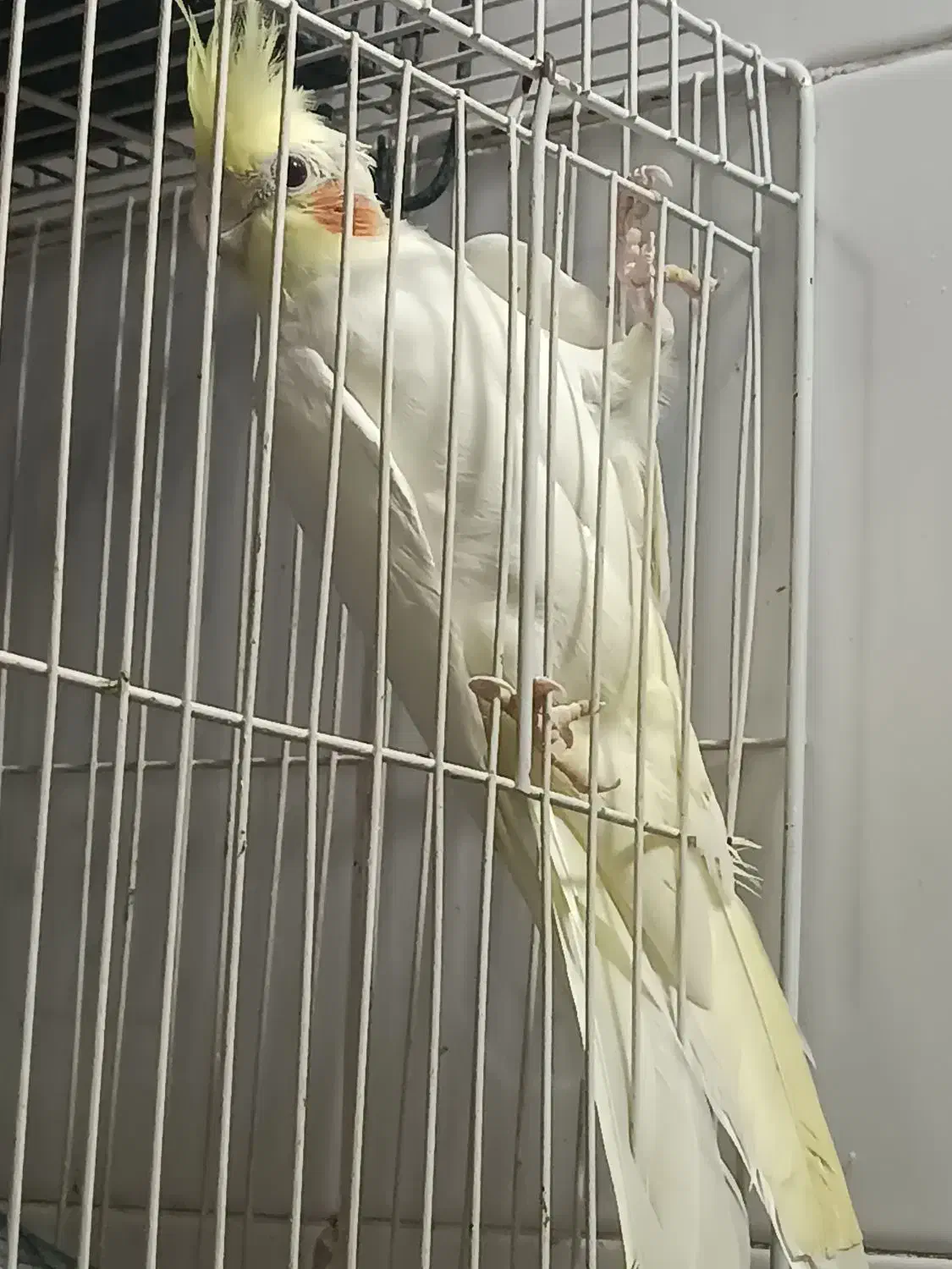 عروس هلندی|پرنده|مشهد, حجت|دیوار