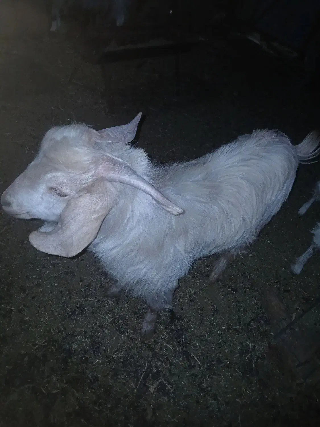 بز نر|حیوانات مزرعه|قائن, |دیوار