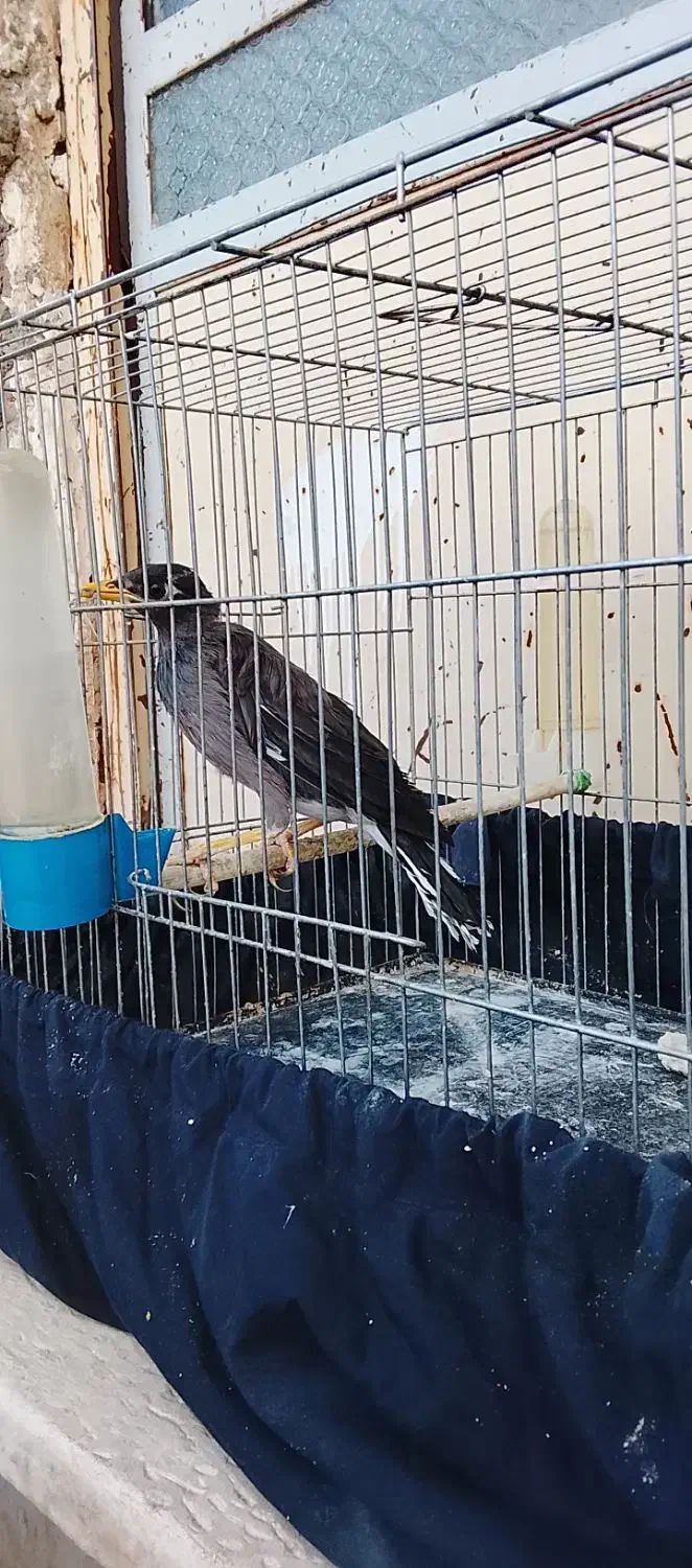 مرغ مینا|پرنده|بیستون, |دیوار