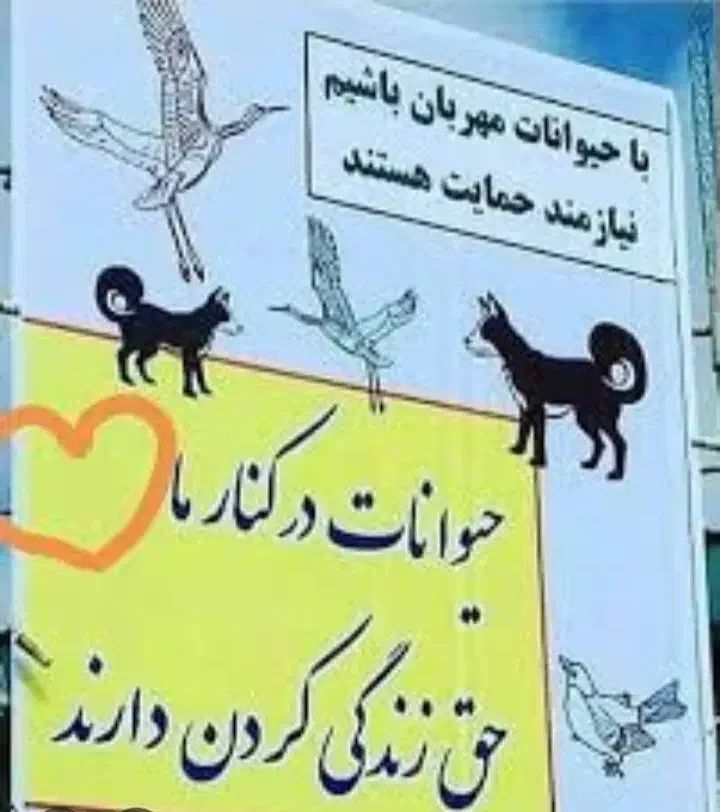 سگ هاسکی پیدا شده|حیوانات|اراک, |دیوار