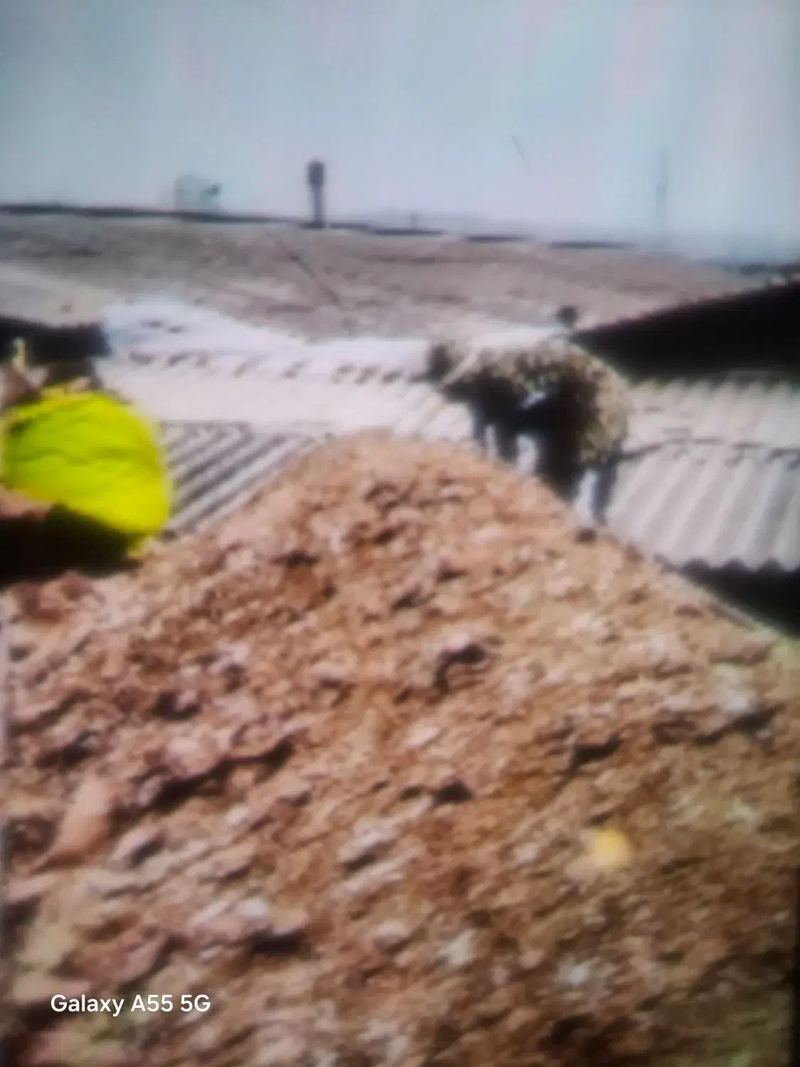 کودمرغ|خدمات باغبانی و درختکاری|شیراز, نجم آباد|دیوار