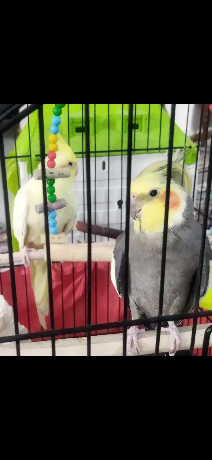 جفت عروس هلندی مولد و سخنگو کاملا اروم و دستی|پرنده|مشهد, جاهد شهر|دیوار