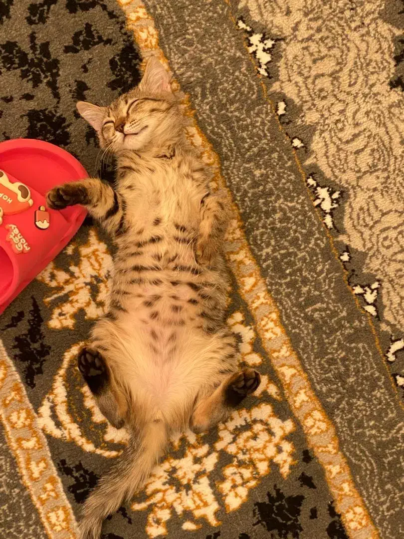 گربه دستی|گربه|شاهین‌شهر, گرگاب|دیوار