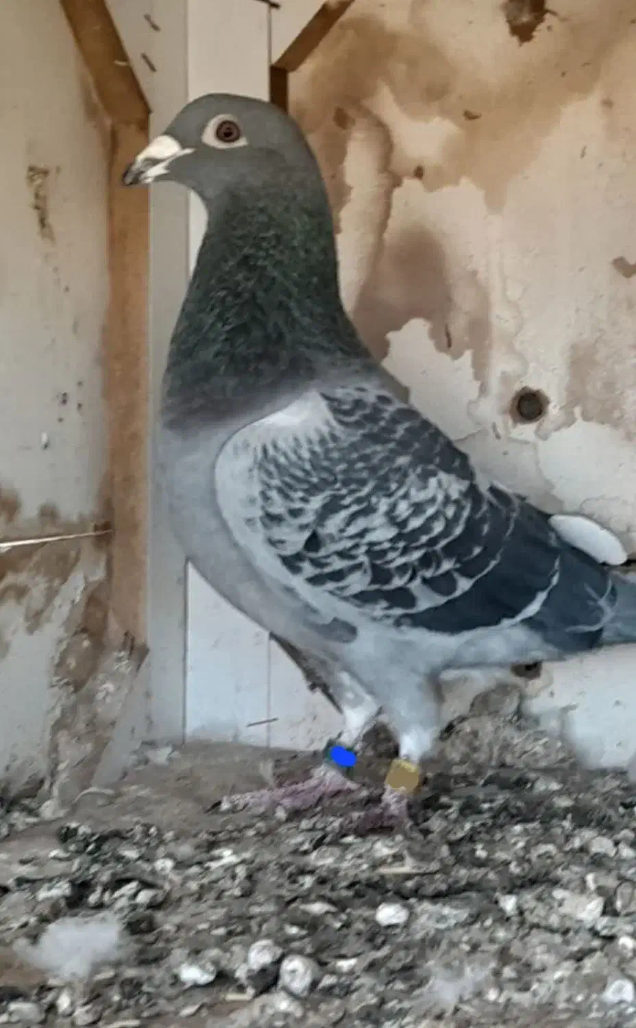 کبوتر|حیوانات|اصفهان, سمسور|دیوار