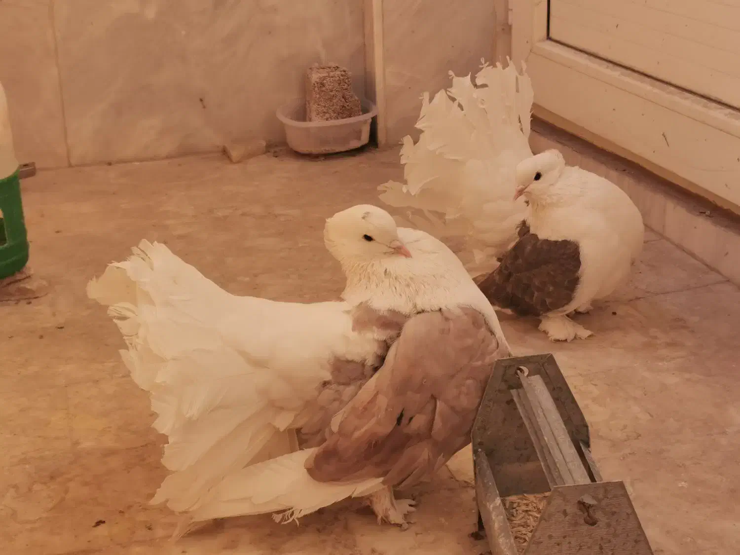 کبوتر چتری دوکت|پرنده|قم, بکایی|دیوار