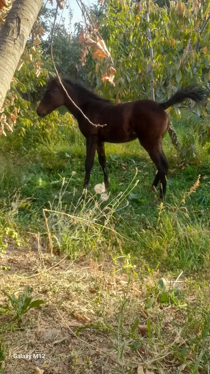 کره اسب|اسب و تجهیزات اسب‌سواری|نیشابور, تیپ زرهی ۲۱  امام رضا (ع)|دیوار