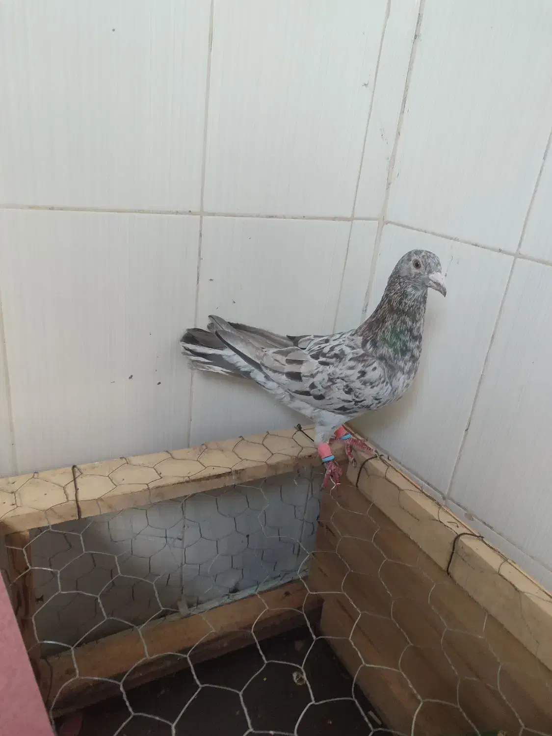 هفترنگ زرد|پرنده|بوئین زهرا, |دیوار