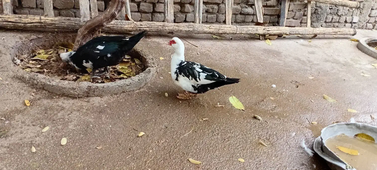 اردک شمالی|حیوانات مزرعه|بروجرد, |دیوار