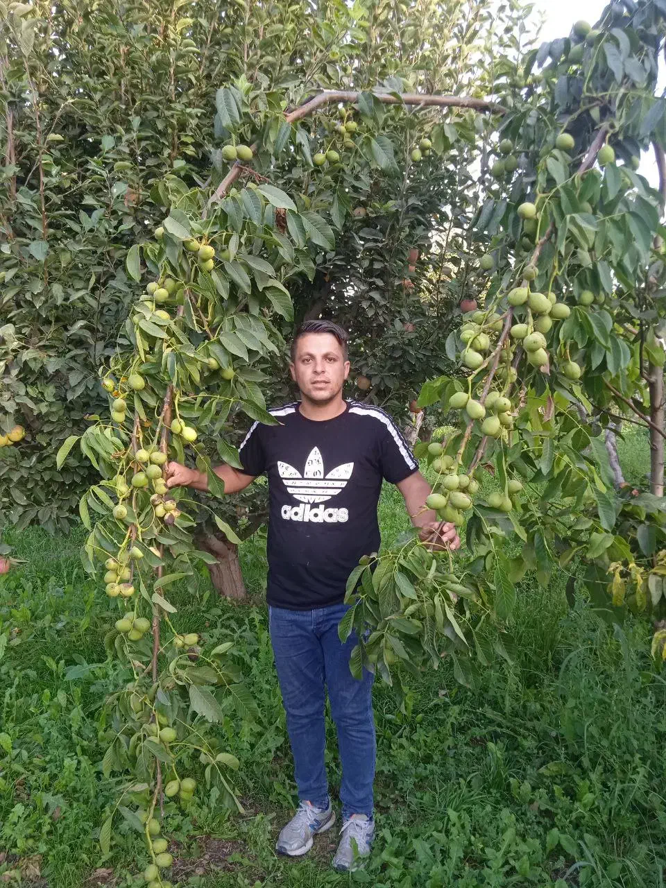 گردو ژنوتیپ ۷|خدمات باغبانی و درختکاری|فیروزکوه, |دیوار