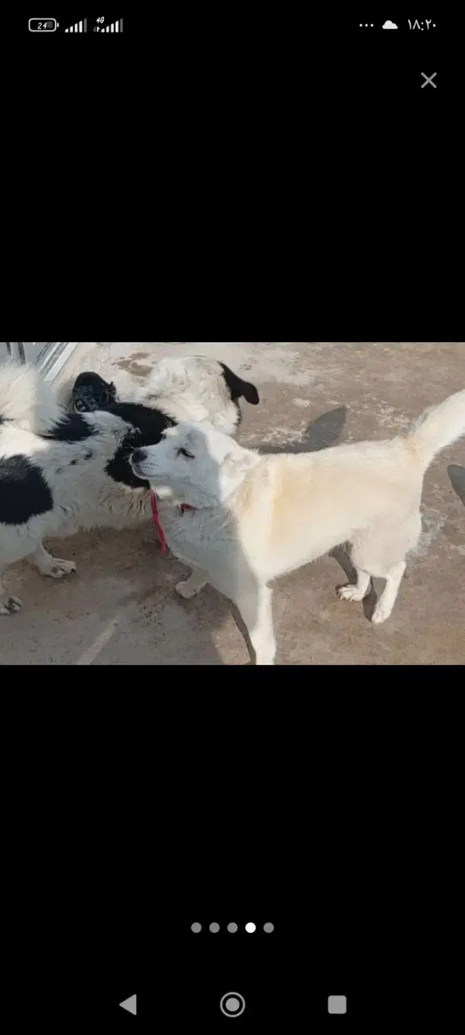 توله سگ پاکوتاه|سگ|بستان آباد, |دیوار