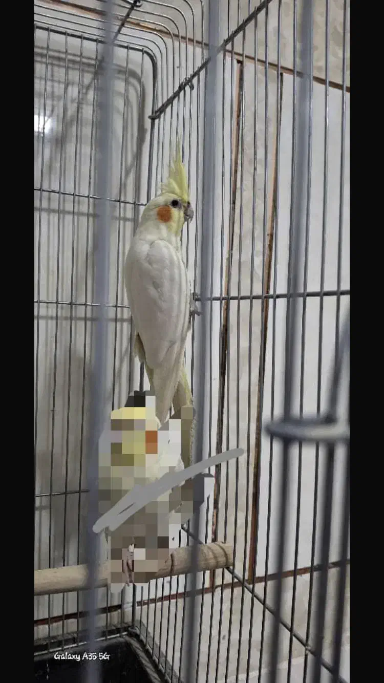 عروس هلندی|پرنده|بندرعباس, |دیوار