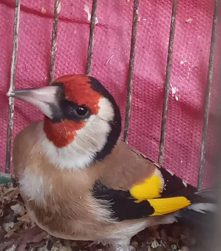 سهره  جوجه سهره|پرنده|اصفهان, کوی گلزار|دیوار