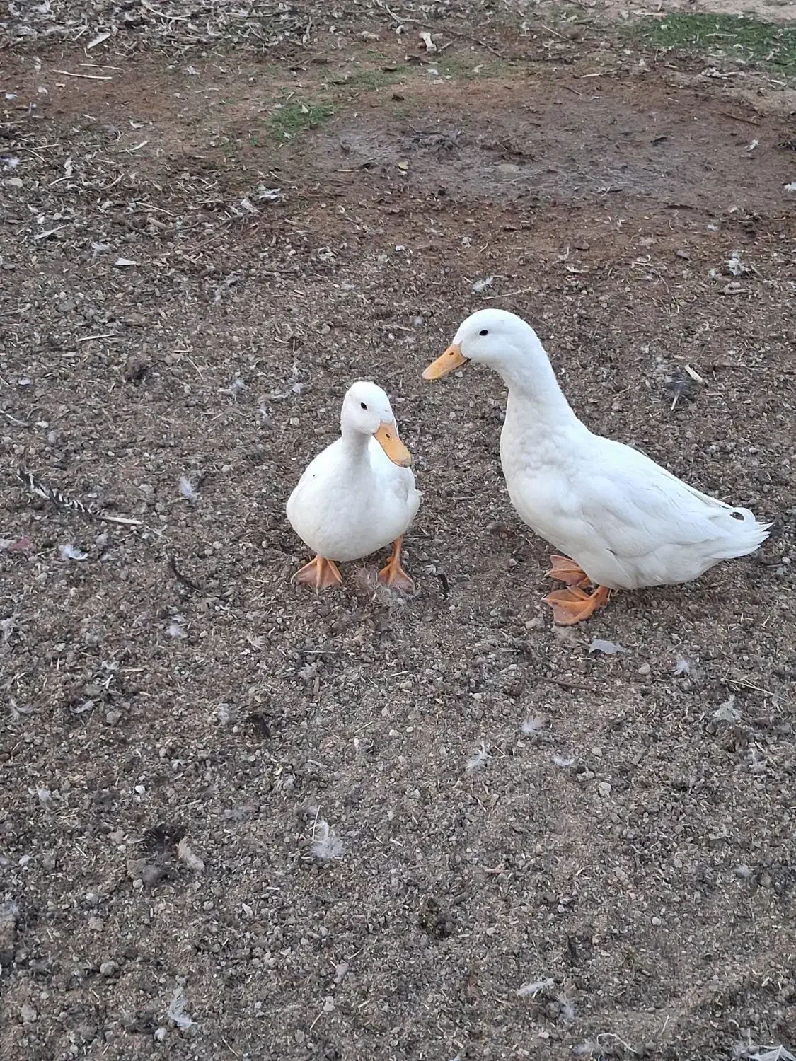 یک‌جفت‌اردک‌سفید‌جوان|حیوانات مزرعه|خمینی‌شهر, |دیوار