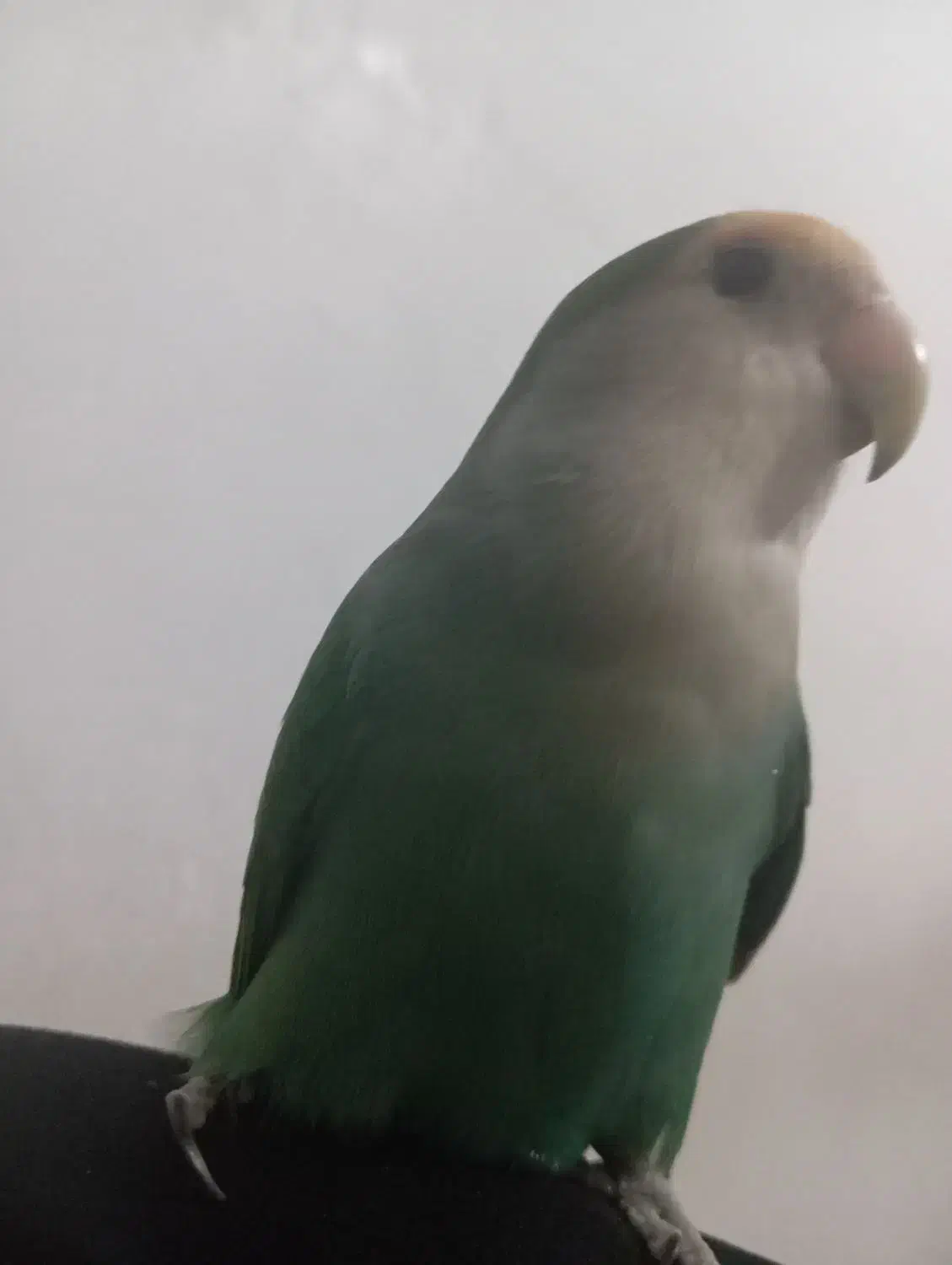 پرنده گم شده|حیوانات|قم, پردیسان|دیوار