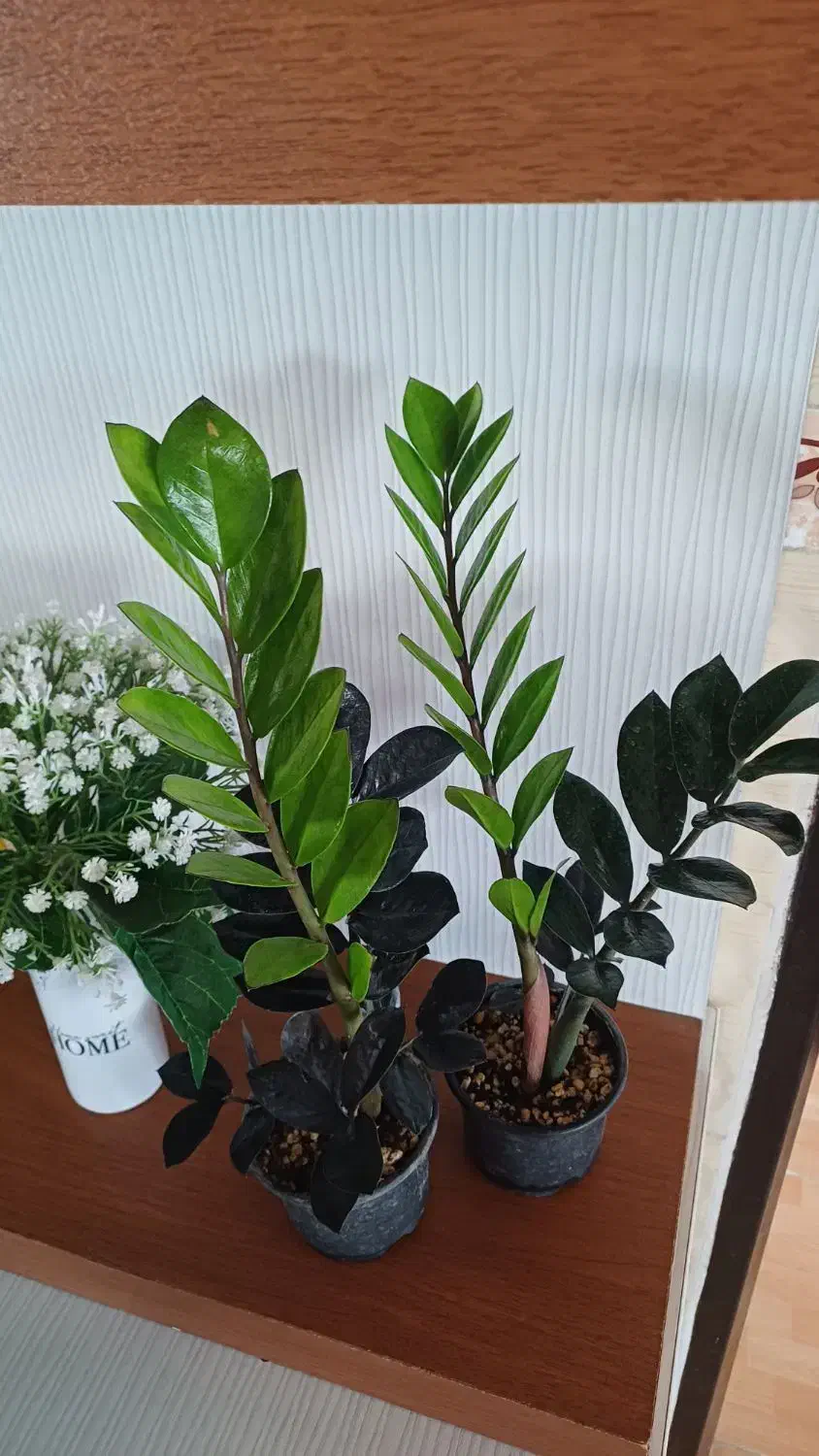 زاموفیلیا بلک|گل و گیاه طبیعی|شیروان (خراسان), |دیوار