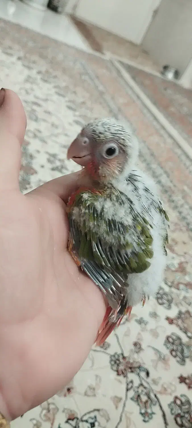 جوجه گرنچیگ سرلاکی آناناسی|پرنده|سبزوار, خسروجرد|دیوار