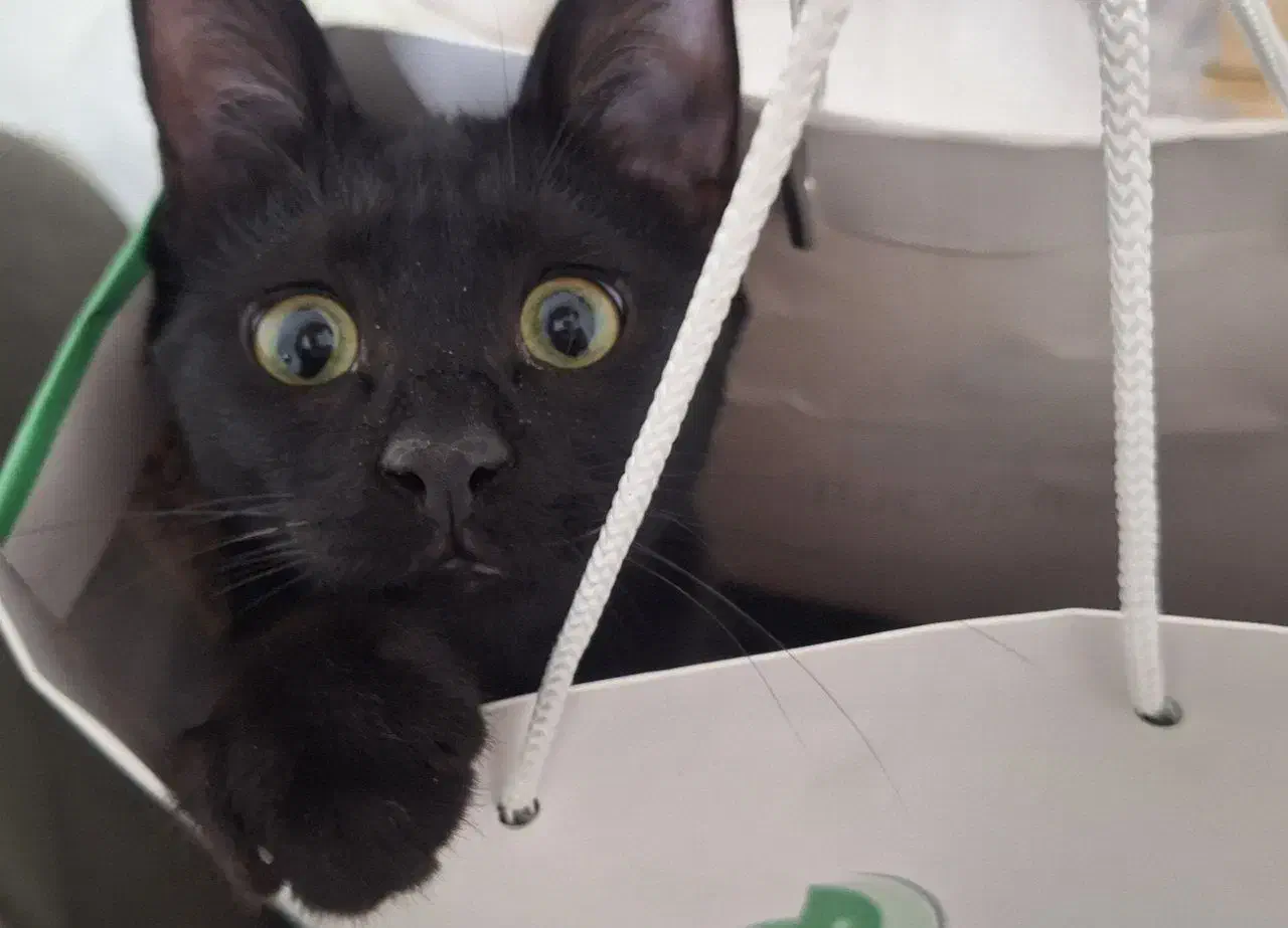 واگذاری بچه گربه سیاه|گربه|محمدیه-قزوین, |دیوار