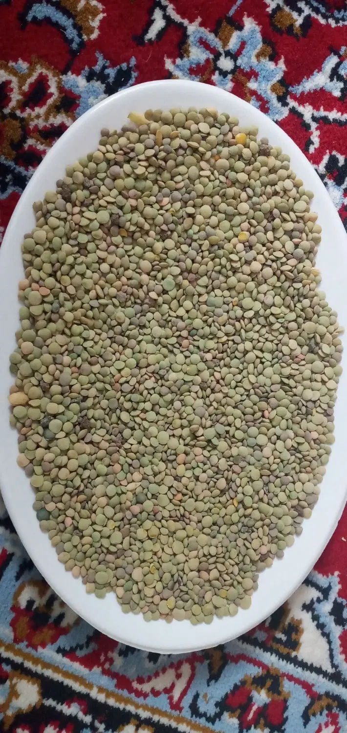 عدس|خوردنی و آشامیدنی|خلخال, |دیوار