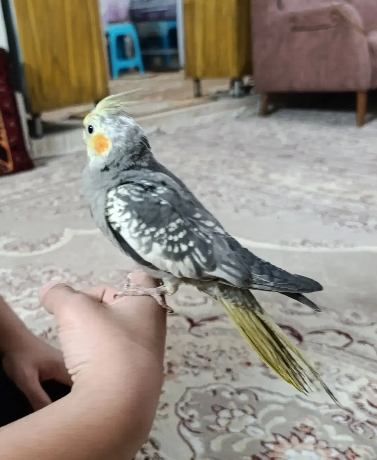 عروس هلندی|پرنده|مشهد, نیزه|دیوار