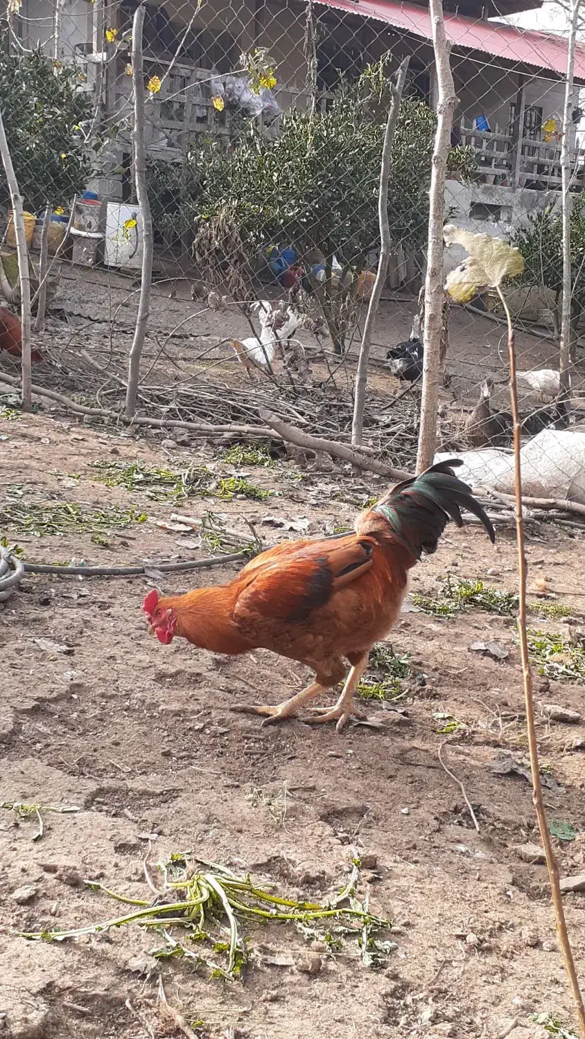 خروس محلی و گلین|حیوانات مزرعه|ساری, |دیوار