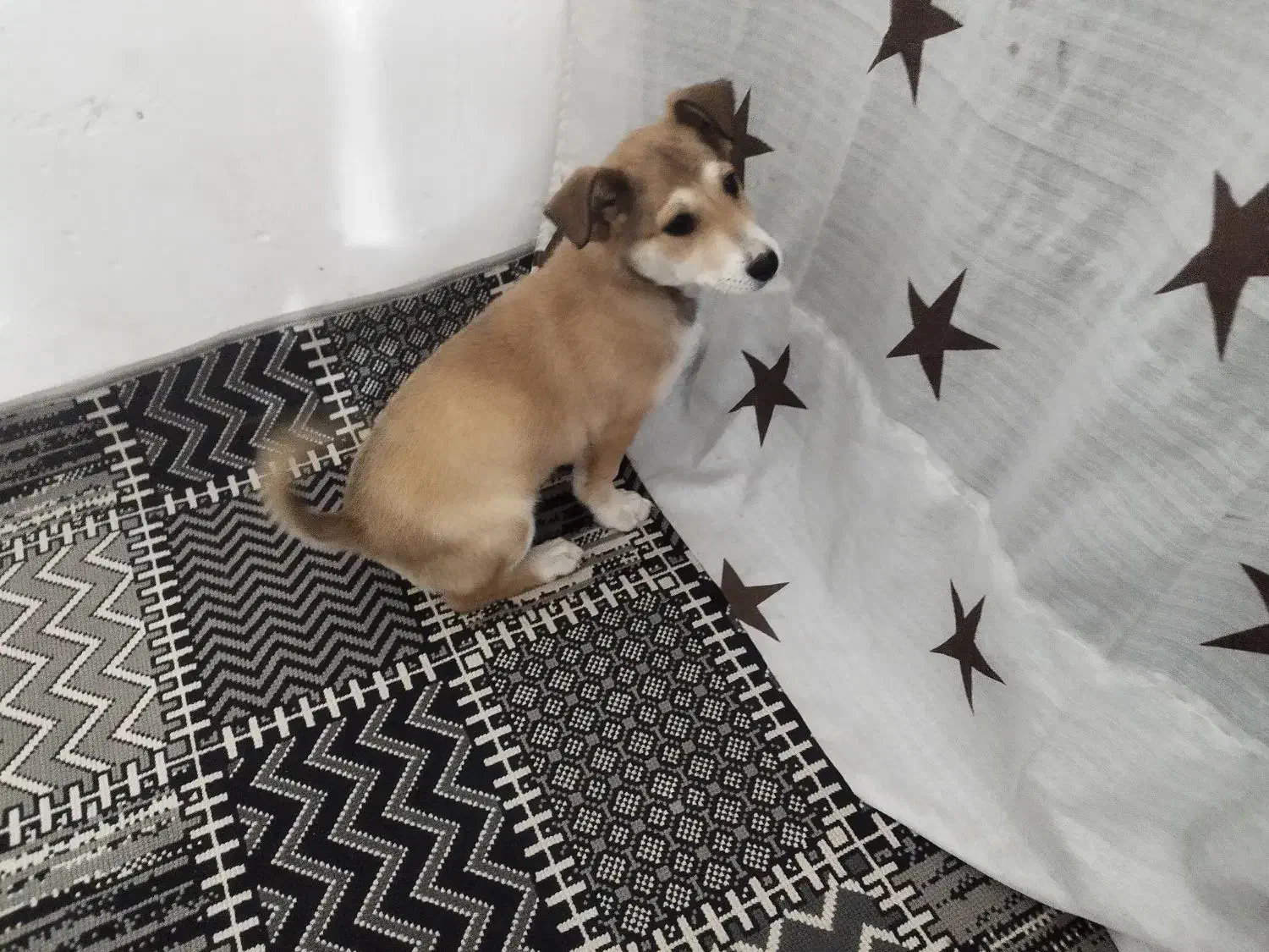 سگ پا کوتاه ماده|سگ|مشهد, سیس‌آباد|دیوار