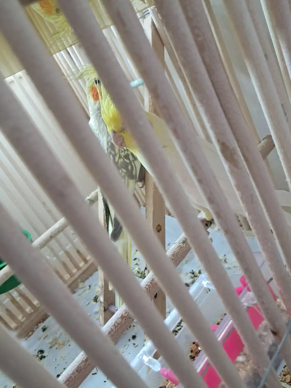 عروس هلندی|پرنده|قنوات, |دیوار