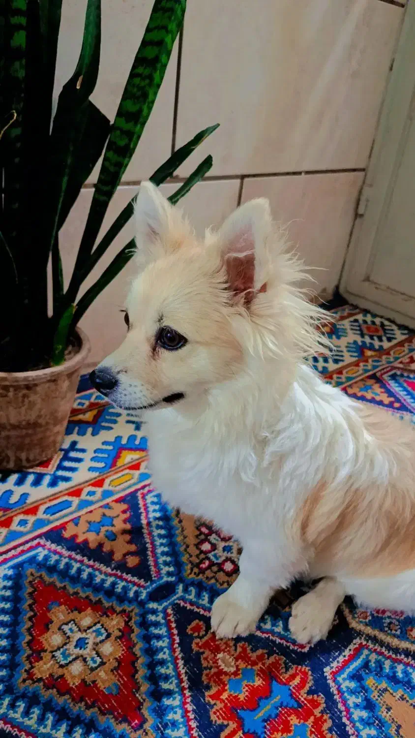 سگ پامر اشپیتز|سگ|کرمان, |دیوار